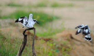 中国鸟类自然保护区 扎龙自然保护区的鸟类